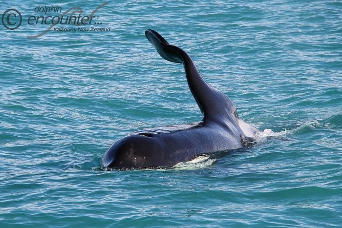 Orca fins - My, Killer whale, The photo, Mammals, Interesting, Dolphin, Long, Fin, Sea, Longpost