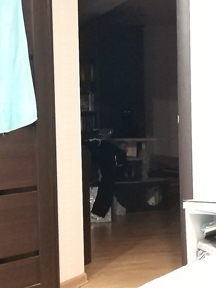 Найди кошку)