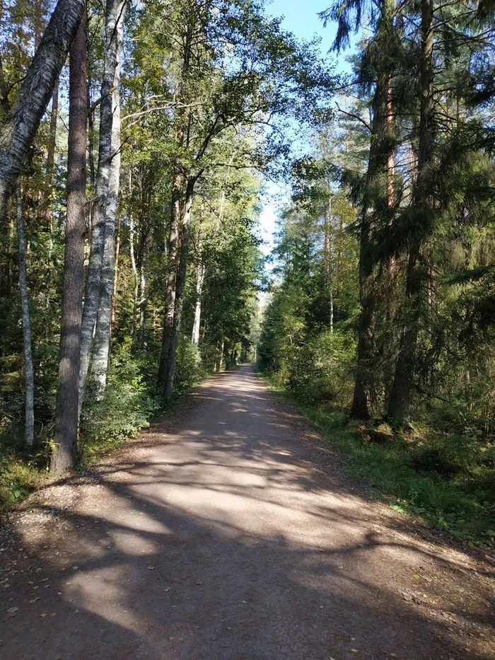 Latvia. Great Kemeri Swamp Trail - My, Swamp, Forest, Hiking, Latvia, Kemeri, Longpost