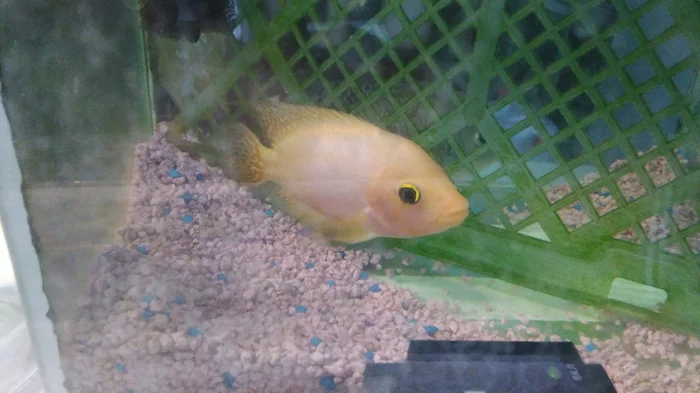 Who is this ? - My, Cichlids, Aquarium, Aquarium