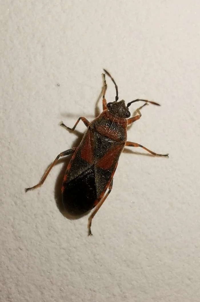 Who knows what kind of animal this is and how to get rid of it? - My, Bedbugs, Insects, Stinker, Need advice