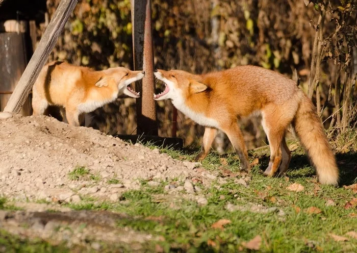 -AAAAAAAAAAAAAAA! - Fox, Animals, Nature, The street