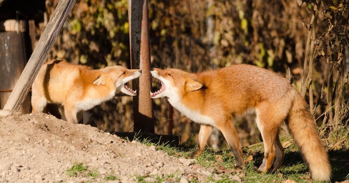 Fox me. Лисы Мем. Лиса с лисятами. Мемы с лисой. Смешной Лисенок.