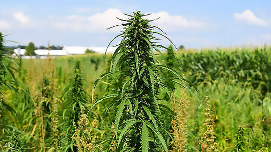 Как растет конопля в сибири марихуана скачать картинку