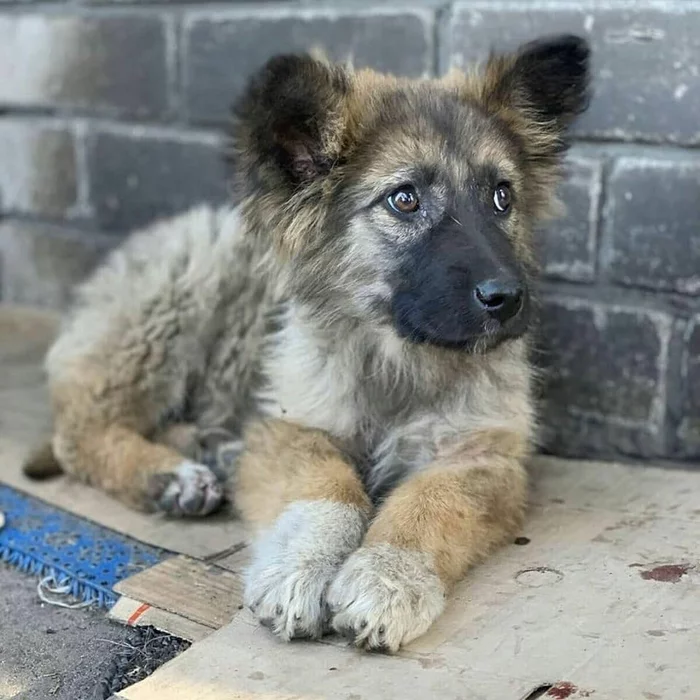 Why are stray dog ??puppies yellow with a black muzzle? - Dog, Genetics, Question