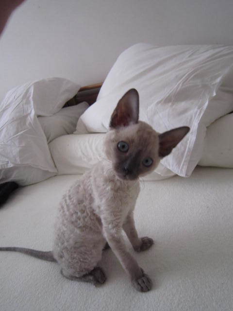 Vasyusha. How we grew up - My, cat, Cornish Rex, Miracle, Honey, Girls, Longpost