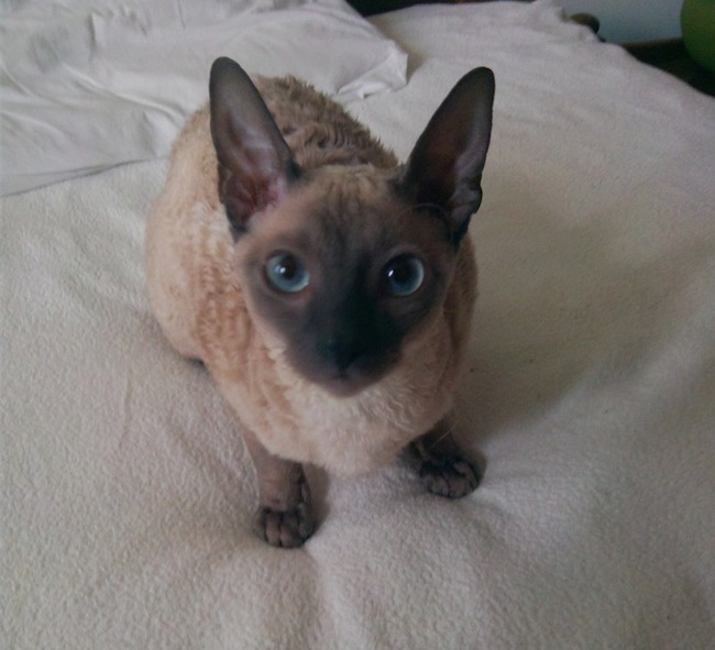 Vasyusha. How we grew up - My, cat, Cornish Rex, Miracle, Honey, Girls, Longpost