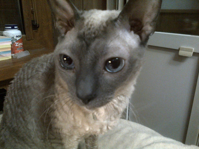 Vasyusha. How we grew up - My, cat, Cornish Rex, Miracle, Honey, Girls, Longpost