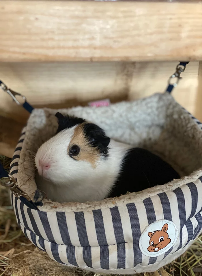 Pig in a hammock - My, Guinea pig, Dream, Hammock, Milota, Longpost, Pets