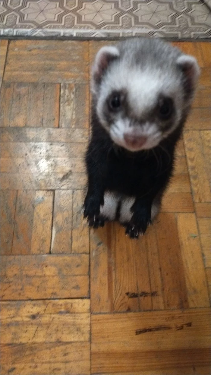 Ferret and how to live with him)) - My, Ferret, Animals, Longpost