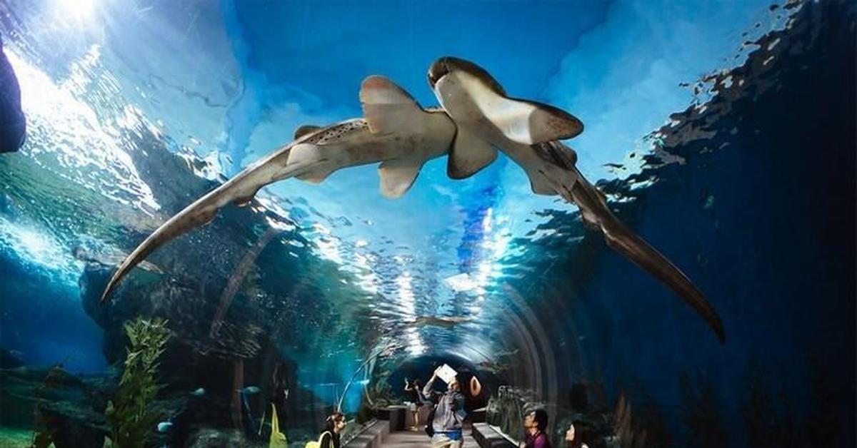 1 ocean world. Океанариум подводный мир Паттайя. Океанариум в Паттайе Тайланд. Океанариум Бангкок. Океанариум на Пхукете.