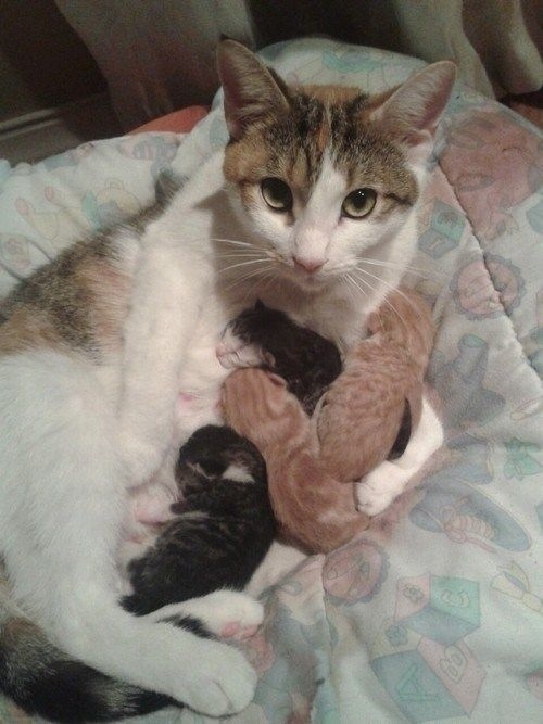 Mothers and babies - My, Kittens, cat, Milota, Longpost