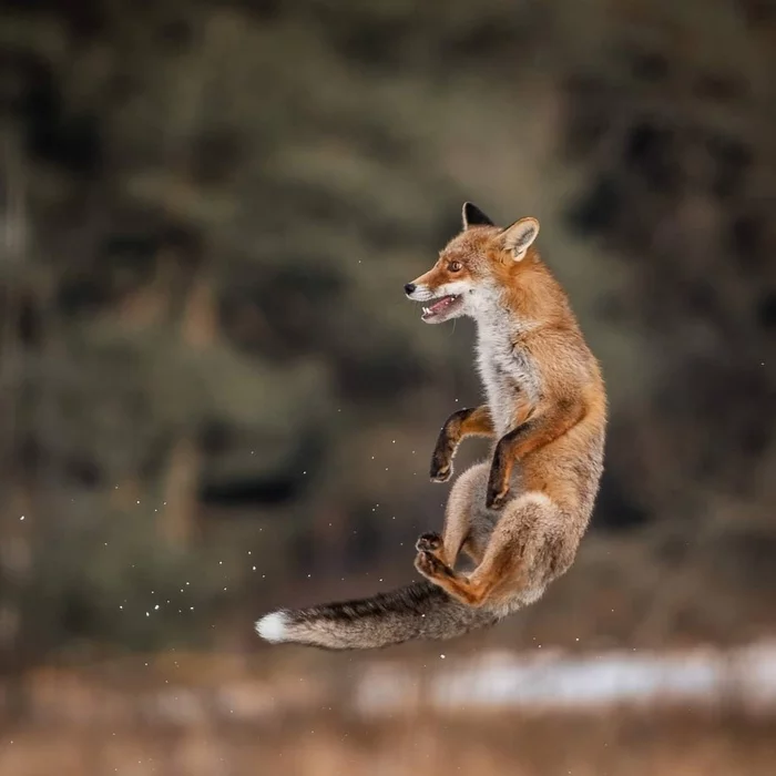 Fox levitates - Animals, Fox, Bounce, Wild animals