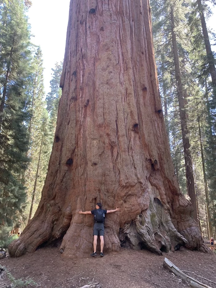 One of the largest and heaviest living organisms on our planet. (Or maybe the most) - My, Facts, Story, Interesting, USA, America, Travels, Tourism, Nature, Video, Longpost