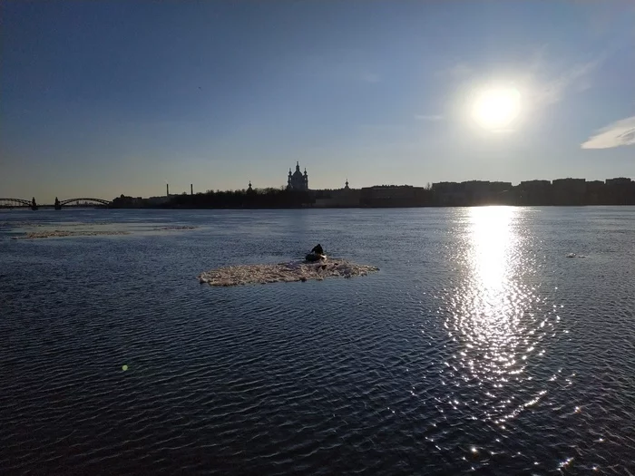Fur babies on an ice floe - My, Cats, Animal Rescue, Ringed seal, Video, Longpost, Milota, Saint Petersburg