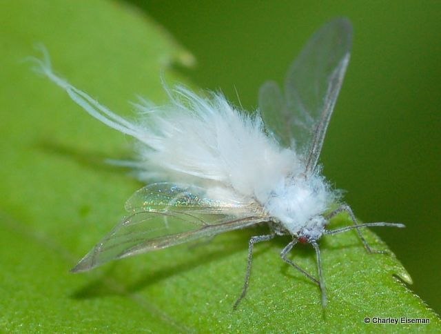 Insectology. Fluffy aphid - Insectology, Aphid, Informative, Video, The photo