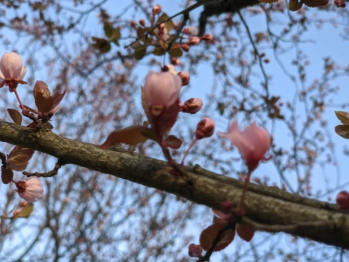 A little spring in your feed) Krasnodar - My, Spring, Children, Longpost