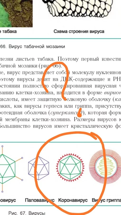 Коронавирус в 2010 ом - Моё, Коронавирус, Биология, Длиннопост