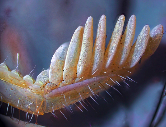 Гребневидный орган скорпиона под микроскопом