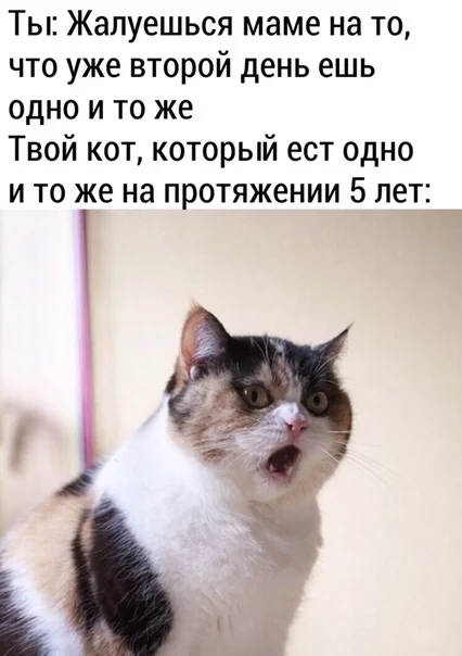 When your master got too drunk - cat, Food, Nervous shock, Picture with text