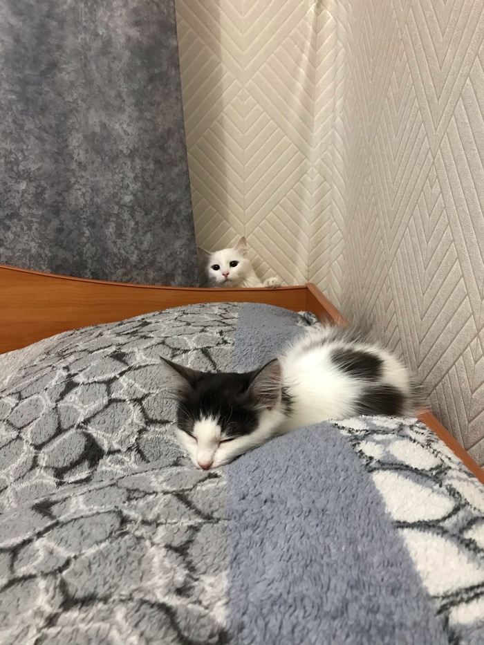 Когда в дом привели нового котю