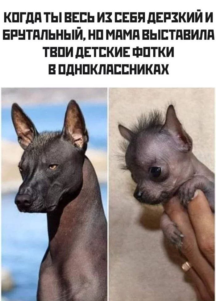 And you're even cuter in childhood photos than you are now... - Xoloitzcuintli, Brutality