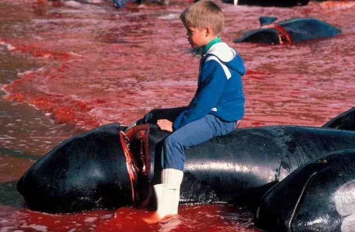 This is how traditional initiation into men takes place in Denmark. Once a year, young and not so “people” organize a massacre. Prey: dolphins and whales - Dead Dolphins, Murder, Longpost