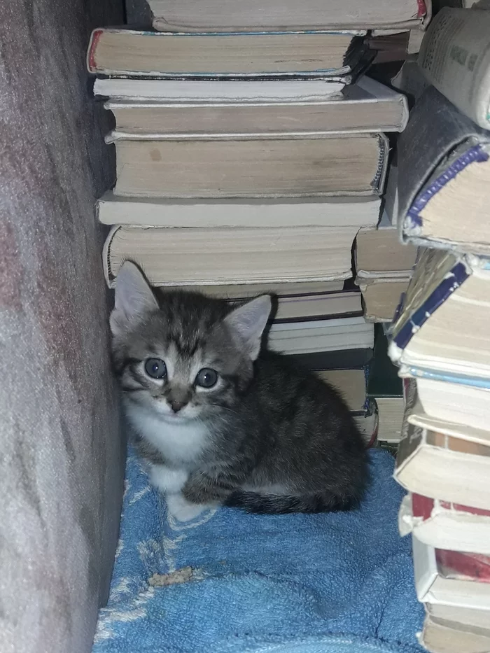 Found Kitten! - My, cat, Found a cat, Need advice, No rating, Kittens