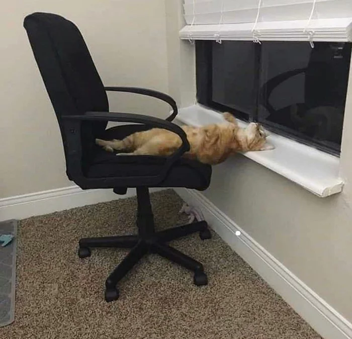 When you put everything off until the last moment - Memes, cat, Animals, Funny animals, Relaxation, Relaxation