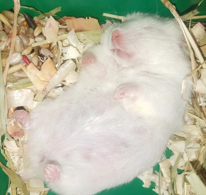 When I was playing a hamster, but I was a little tired... - Hamster, Dream, Food