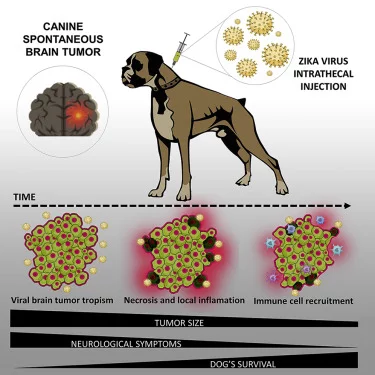 Scientists infect dogs with Zika virus to target brain tumors - Virus, Virotherapy, Zika virus, Cancer and oncology, Dog