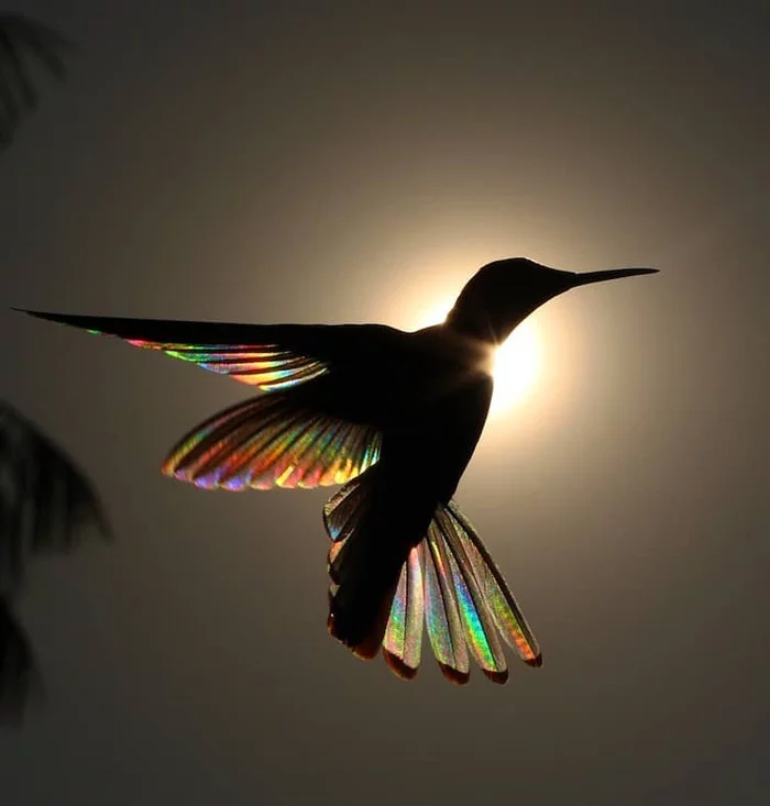 Rainbow Ballet - The photo, Hummingbird