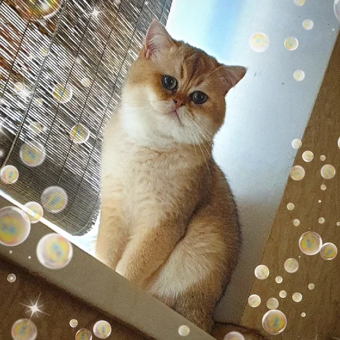 Kitten, Golden British Chinchilla - My, British cat, Gold, Video, Longpost, cat