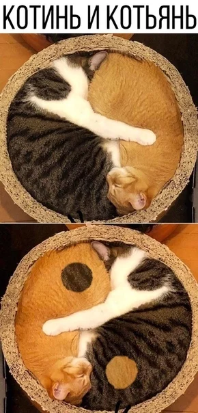 Yin and yang... - cat, Catomafia, Picture with text, Images, The photo, Humor