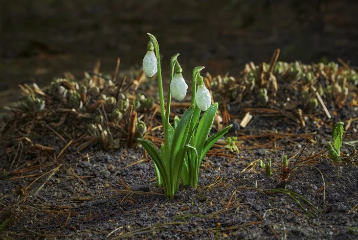 These first rains - My, Spring, Snowdrops flowers, Flowers, After the rain, Primroses, Macro photography, The photo