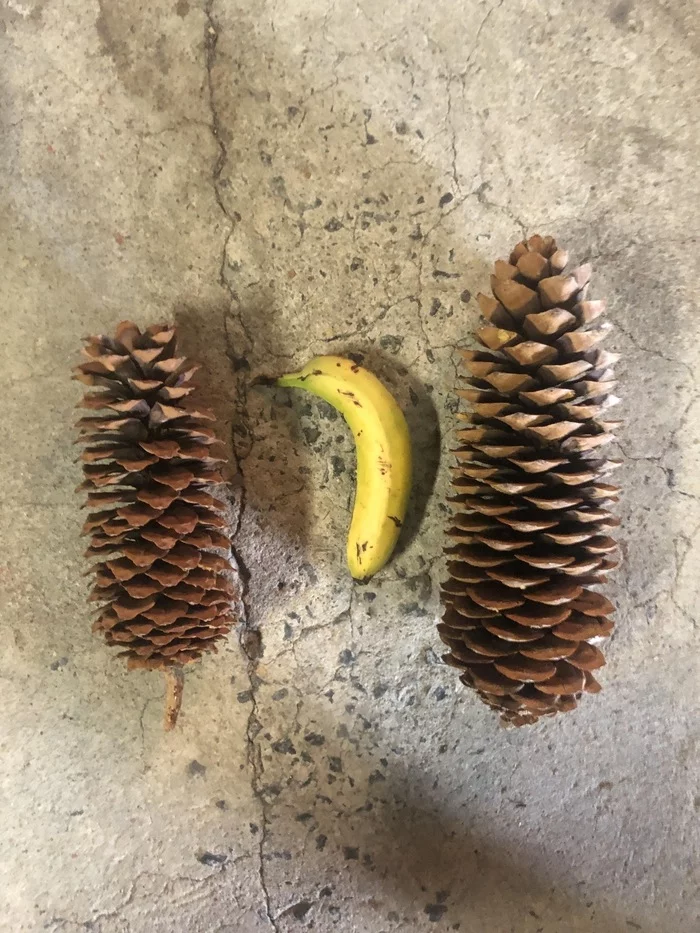 Sequoia cone - The photo, Cones, Banana