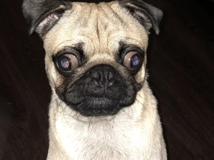 Apparently his mother gave birth on Monday - My, Pug, Dog, Misfortune, Joy, Absurd, Longpost