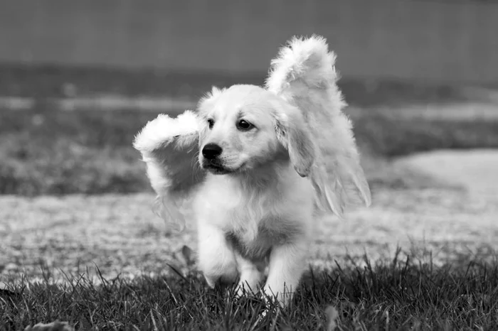 The dog is our guardian angel - My, Dog, Angel, Interesting, Useful, Fascinatingly, Longpost