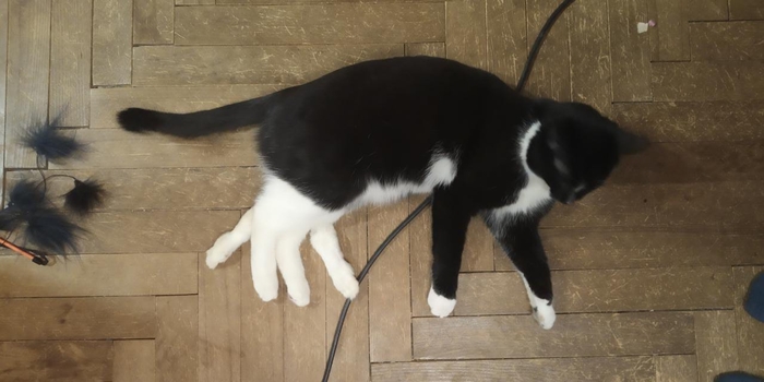 Слейпнир мира котов