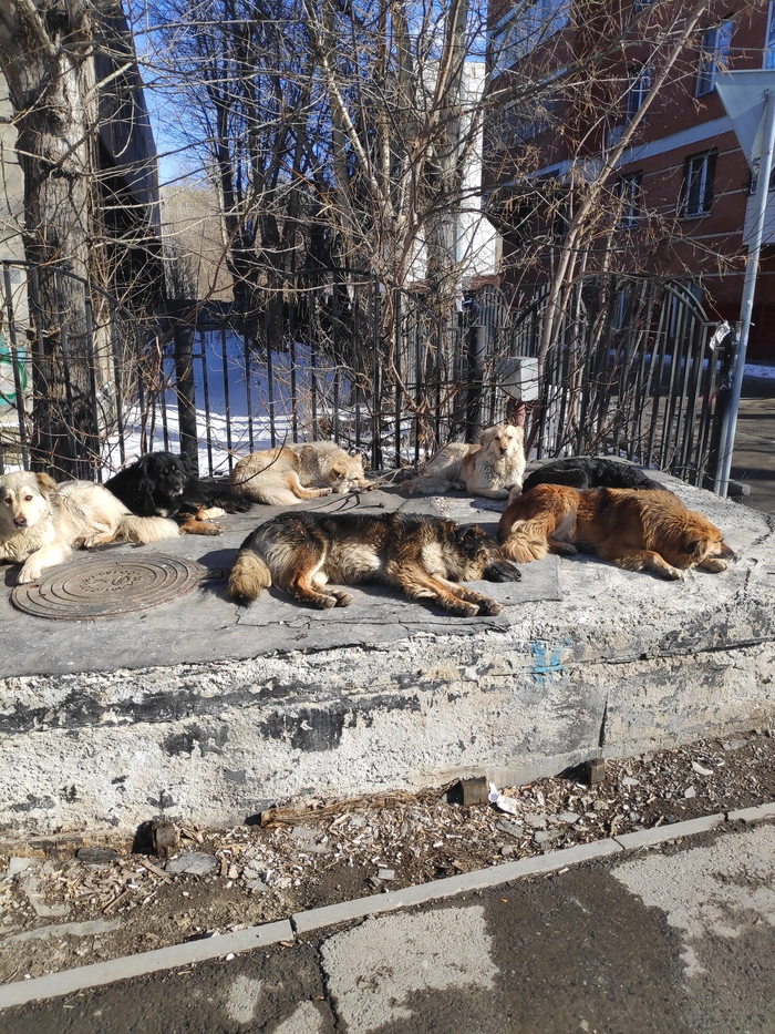 Весенних собак в ленту