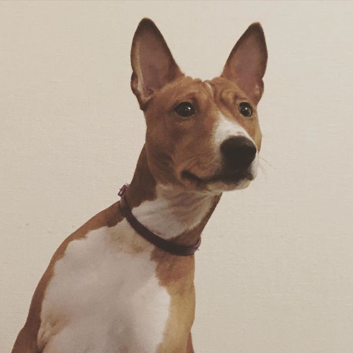 A dog that can't bark, but can sing - My, Basenji, Dog, Animals, Hunter, Friend, Video, Longpost