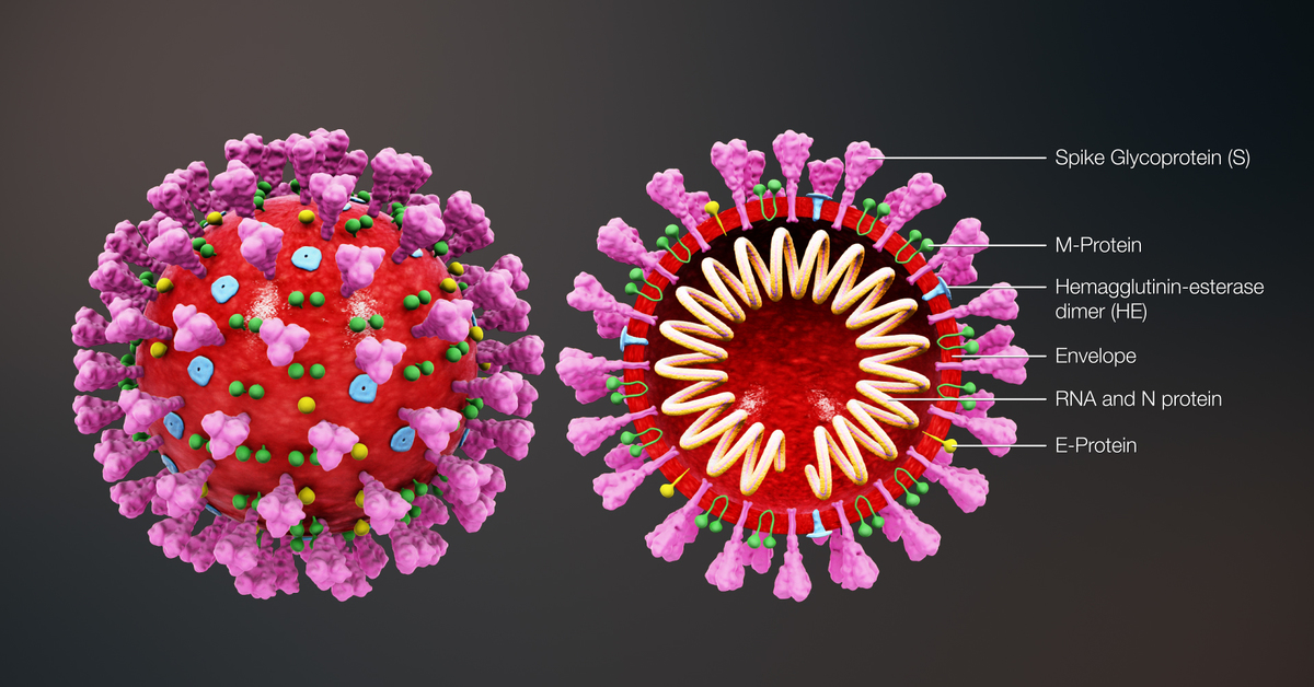 Вирус ковид отнесен к группе. Коронавирус 19 строение вируса. Строение коронавируса Covid-19. Вирус ковид 19. Строение вируса SARS-cov-2.