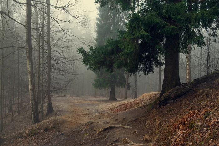 Morning forest - beauty, My, The photo, Nature, Forest, Fog, beauty of nature, The beauty of Russia, Photographer