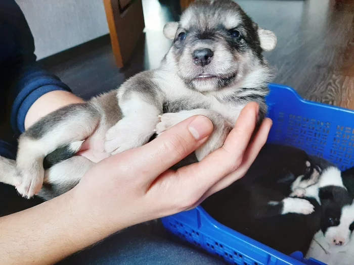 PAW Patrol - My, Voronezh, Dog, Puppies, In good hands, No rating, Longpost