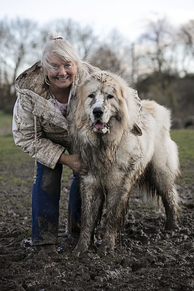 The owner's joy - Dog, Large Pyrenean Dog, Longpost