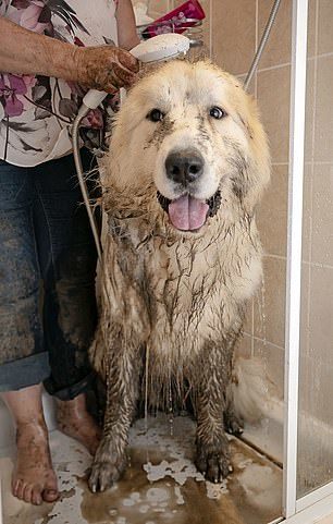 The owner's joy - Dog, Large Pyrenean Dog, Longpost