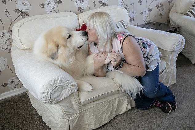 The owner's joy - Dog, Large Pyrenean Dog, Longpost