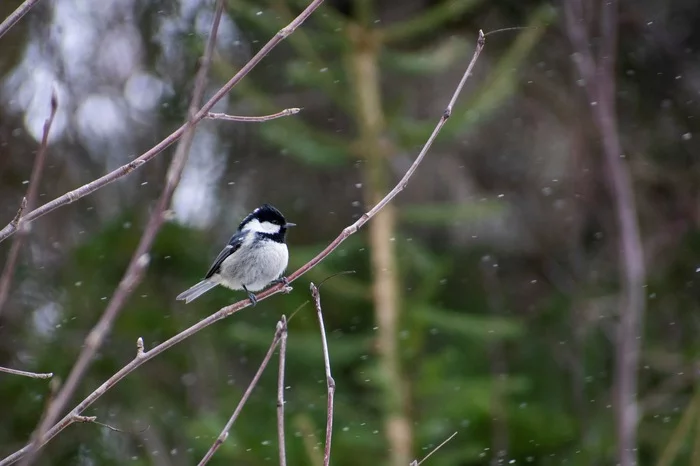 Muscovy or black tit - My, Biology, Ornithology, Animals, Birds, Tit, The photo