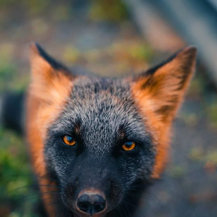 Fox - Fox, Animals, The photo, Krestovka