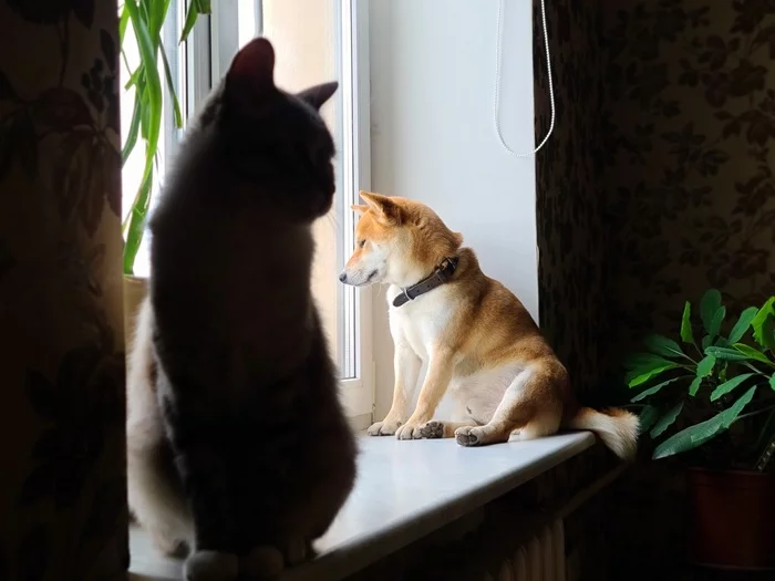 Sad animals - My, cat, Shiba Inu, Dog, Milota, Pets, Cats and dogs together